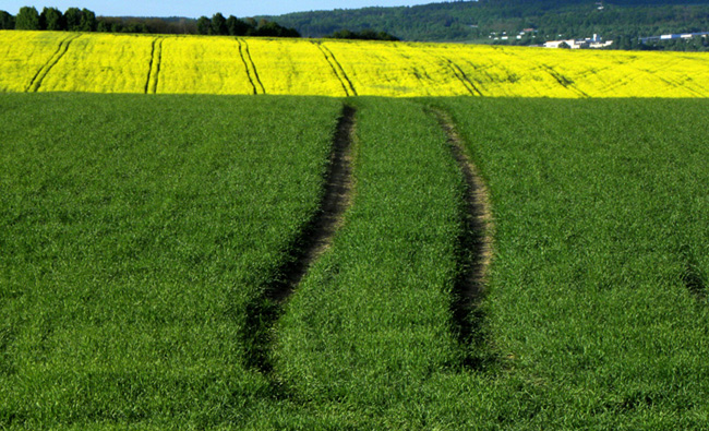 koleje