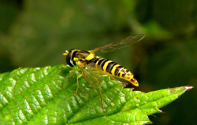 Pestřenka