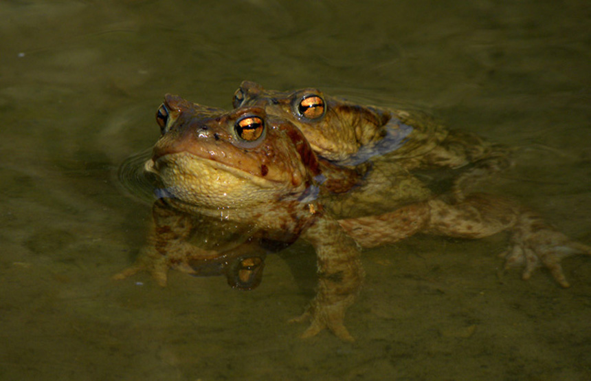 Skokan hnědý