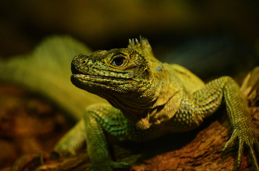 Varan